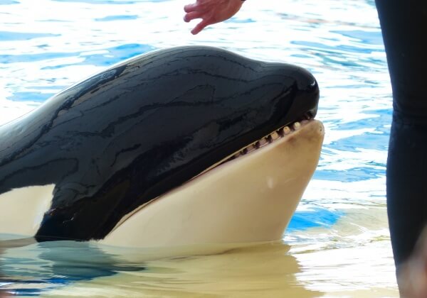 Help Lolita met pensioen en de orka’s in Marineland Antibes naar een kustopvang