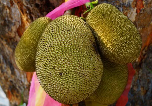 Jackfruit is een veelzijdig stuk fruit