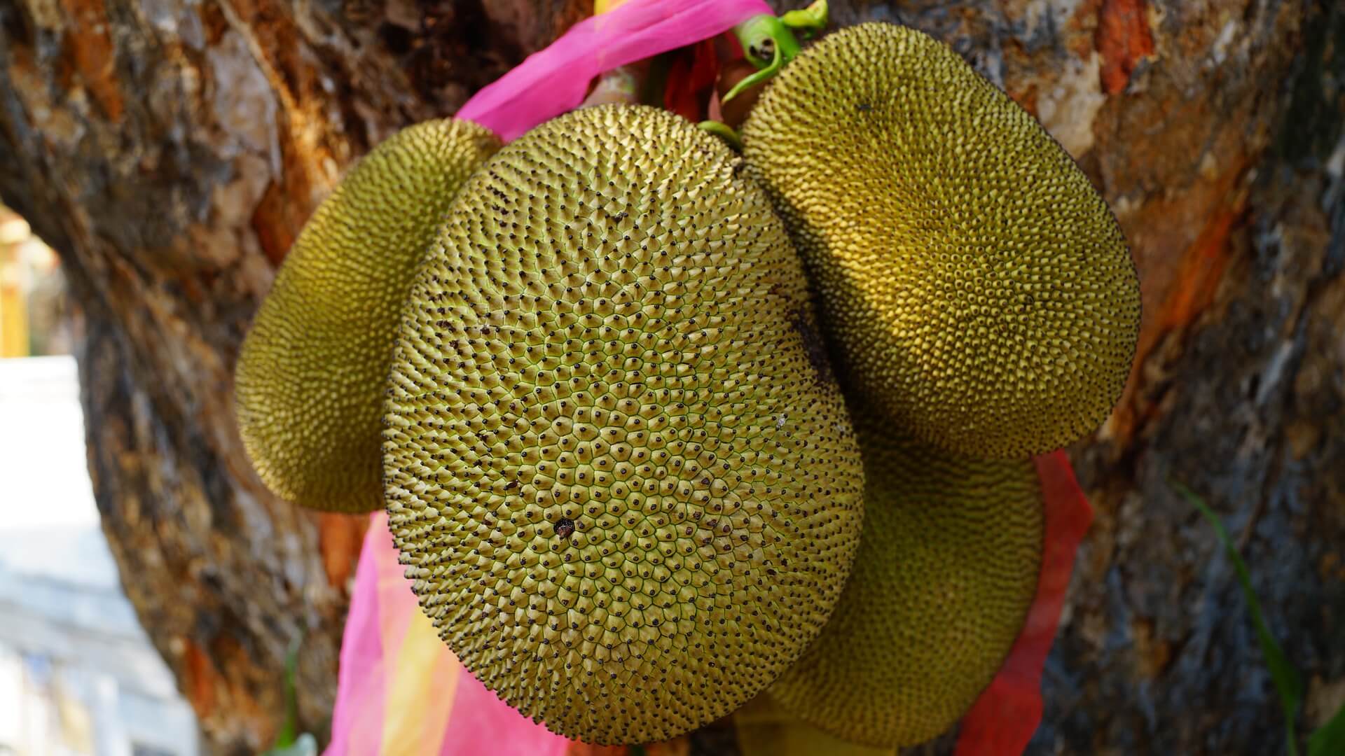 Jackfruit is een veelzijdig stuk fruit