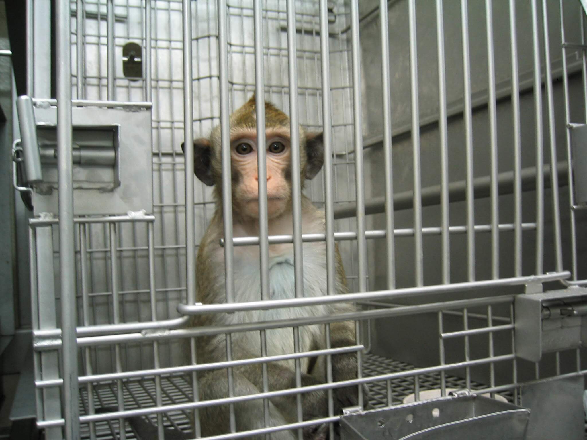 Zal de Europese Commissie effectief actie ondernemen om proeven op primaten te beëindigen?