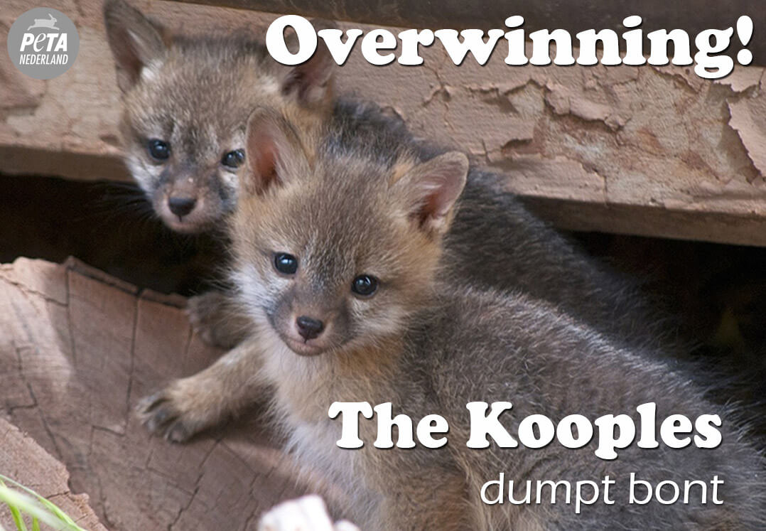 OVERWINNING: The Kooples dumpt bont!