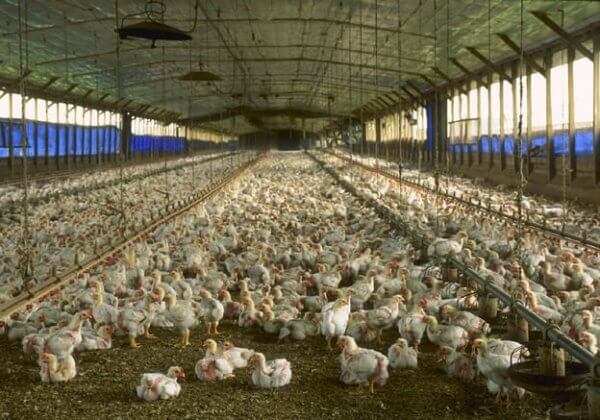 Inspecties door de NVWA onthullen groot leed in Nederlandse kippenslachterijen