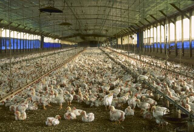 Inspecties door de NVWA onthullen groot leed in Nederlandse kippenslachterijen