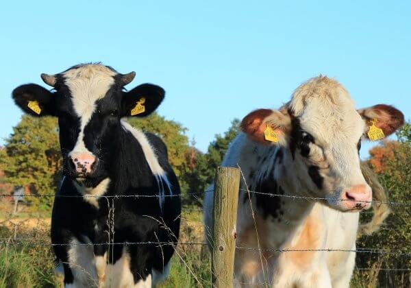 Opinie: Vier alle levens met een veganistisch Offerfeest