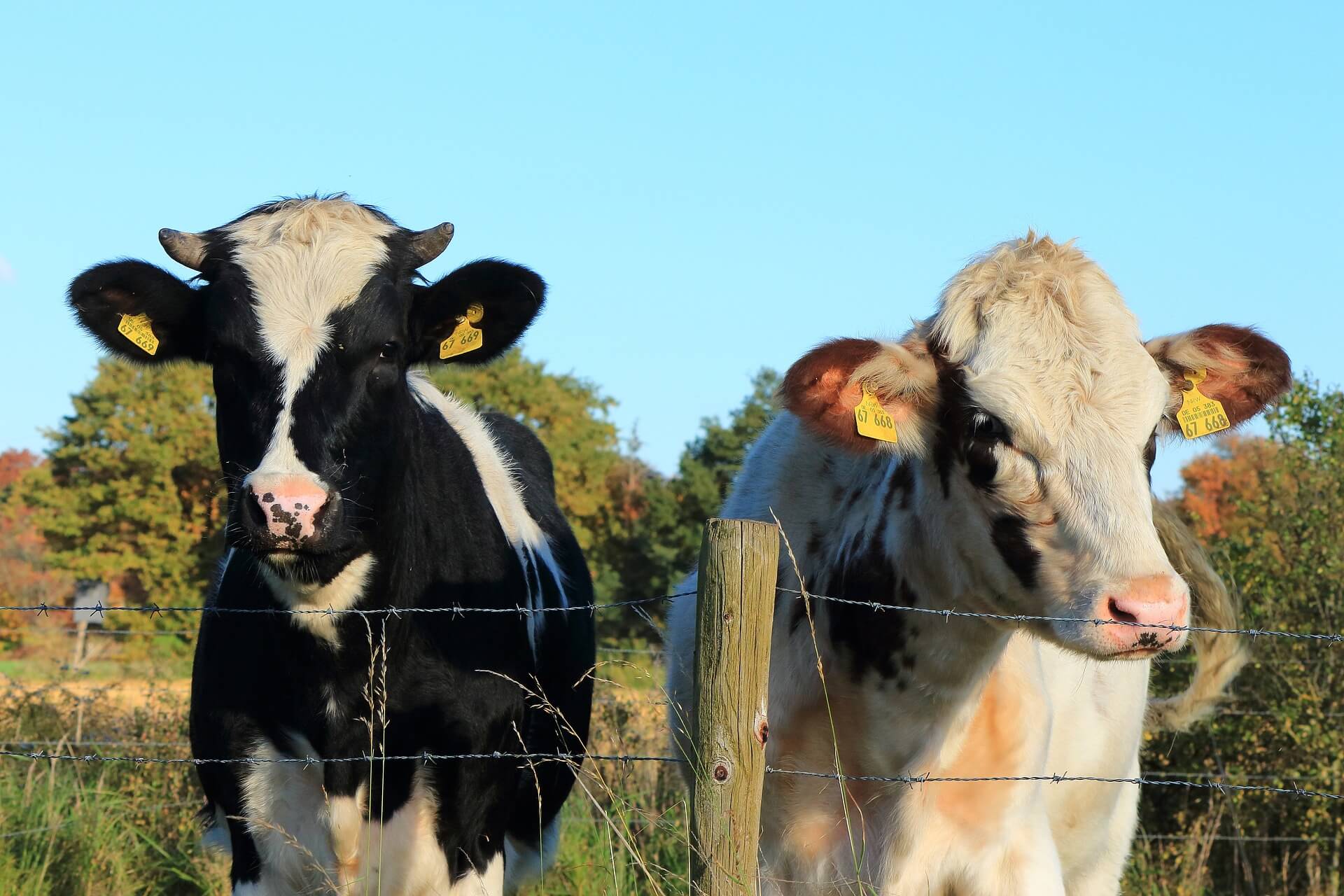 Opinie: Vier alle levens met een veganistisch Offerfeest