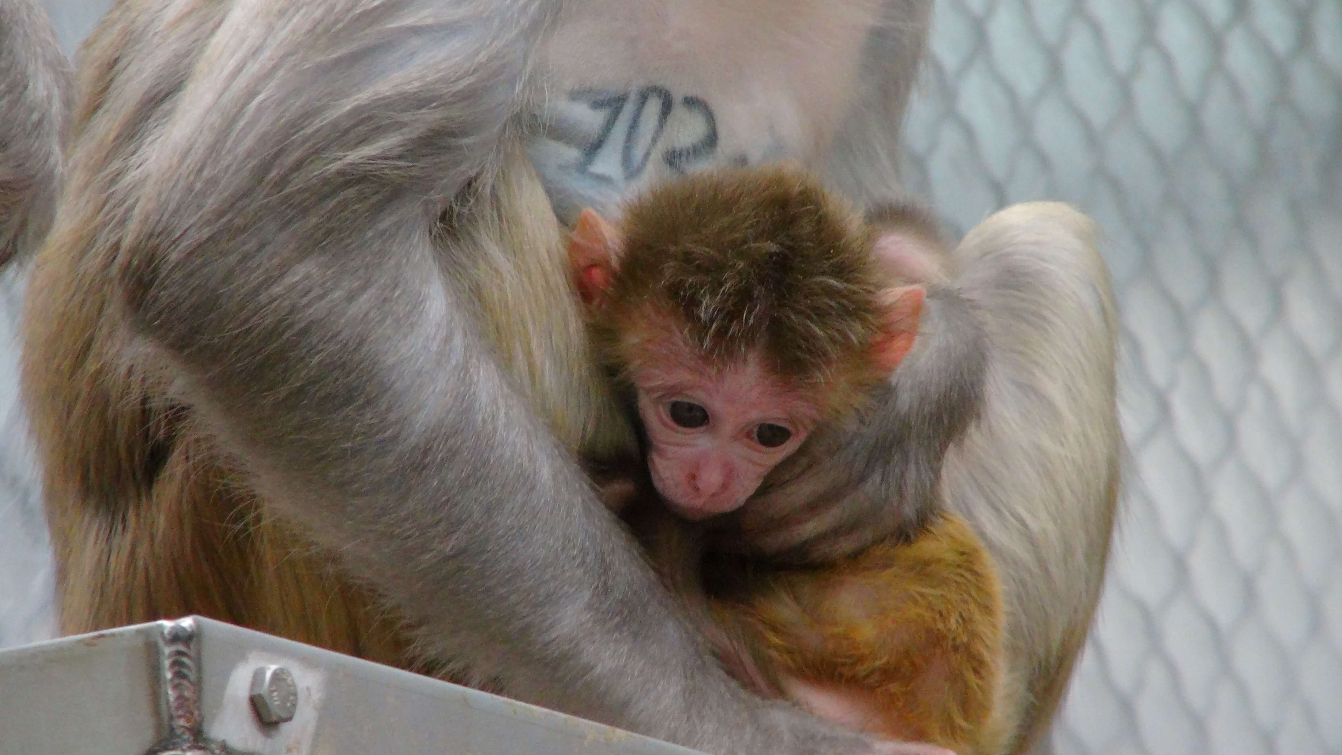 Mother and baby monkeys held by NIH for experimentation.