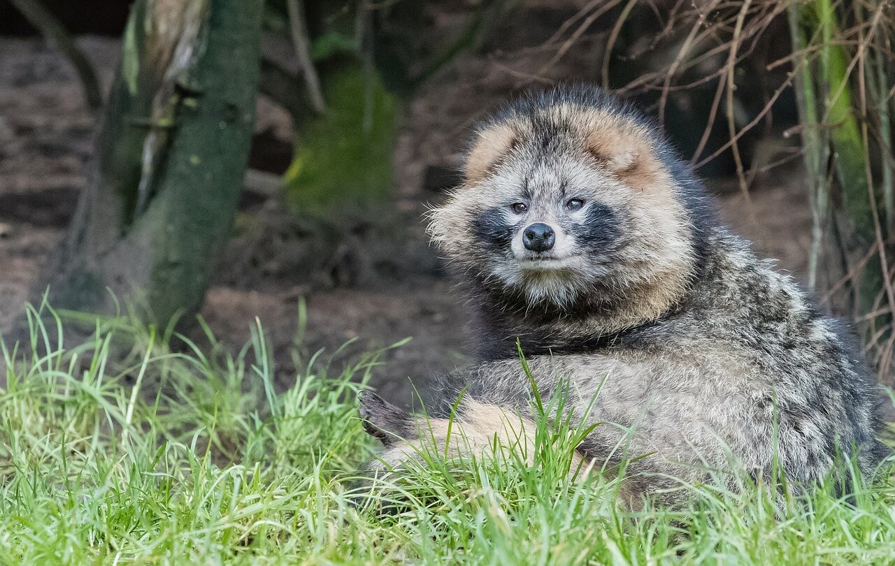 13 feiten die je nog niet wist over wasbeerhonden