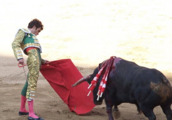 Een grote stap terug: ban op stierengevechten in Catalonië afgewezen