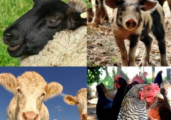 5 redenen om veganist te worden gedurende Wereld Vegan Maand