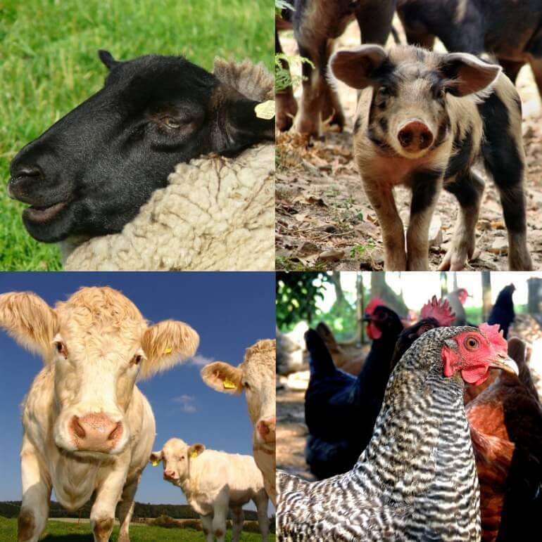 5 redenen om veganist te worden gedurende Wereld Vegan Maand