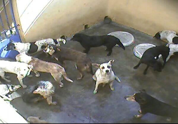 BEKIJK: Honden op wrede wijze gedood op zogenaamd ‘paradijselijk eiland’