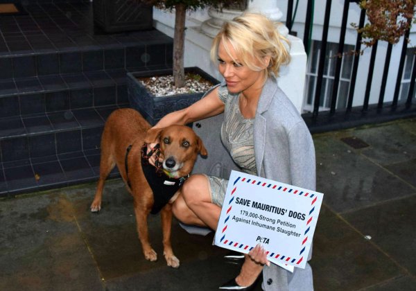 Pamela Anderson bezorgt pleidooi van duizenden aan Hogere Commissie van Mauritius