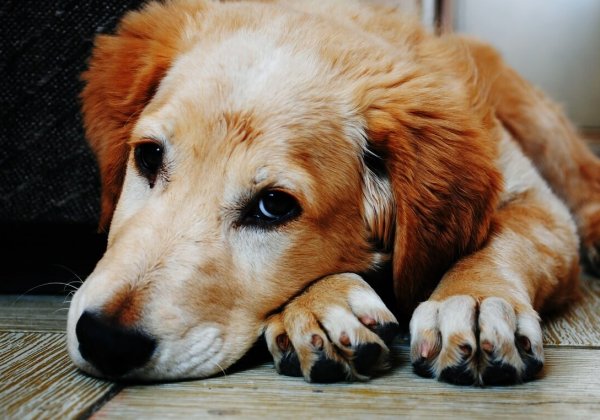 5 redenen om nooit een puppy of kitten cadeau te geven voor kerst