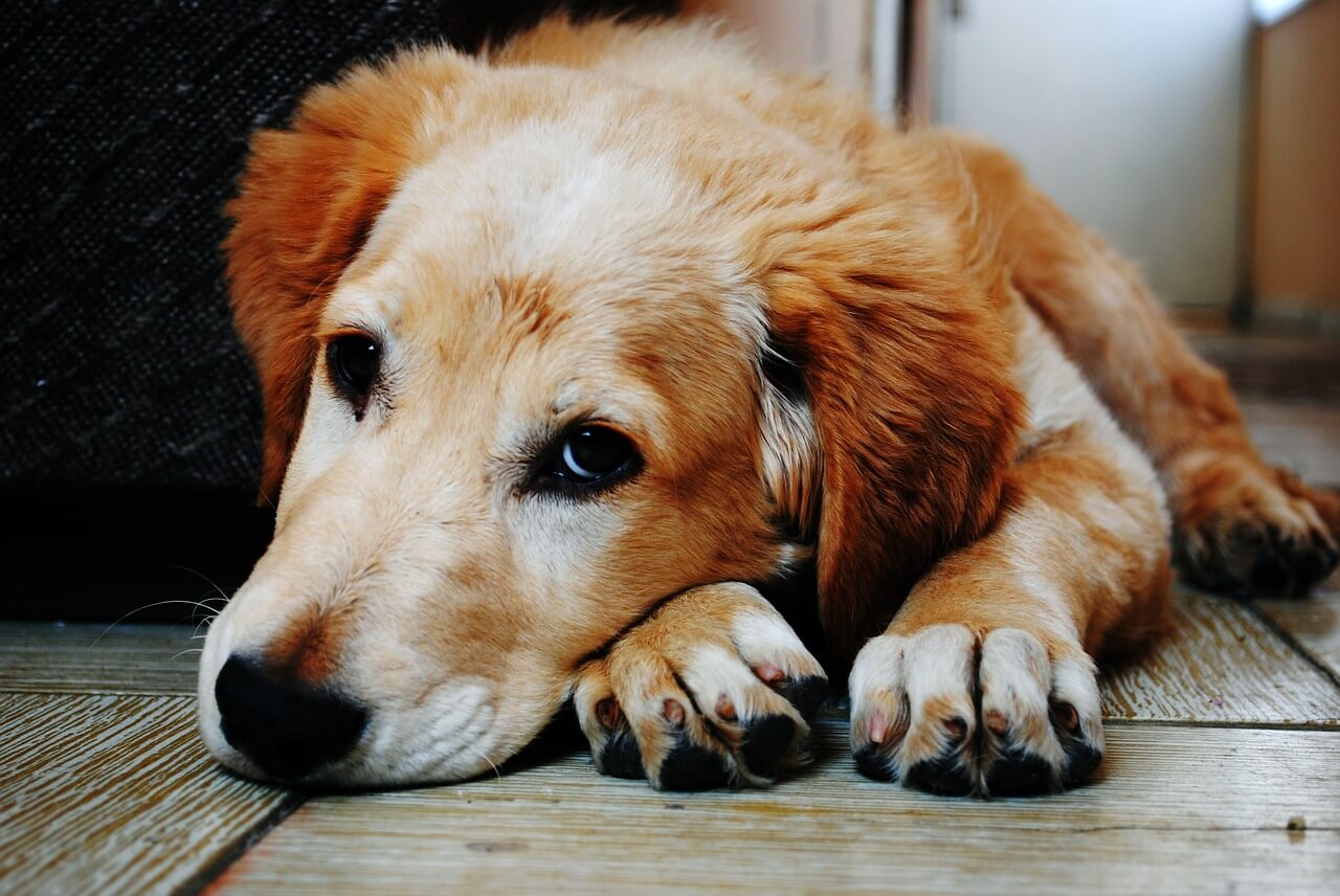 hond lief peta nederland adoptie kerst
