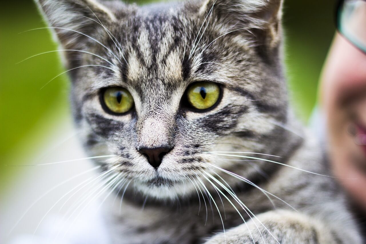kat peta nederland kerst cadeau adoptie