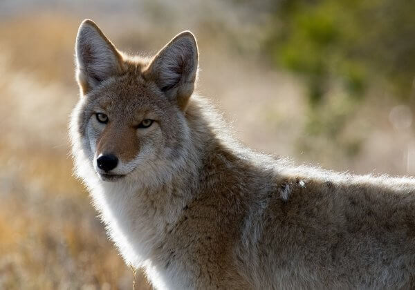 BEKIJK: Hoe doodsbange, gevangen coyotes kunnen worden gedood voor mode