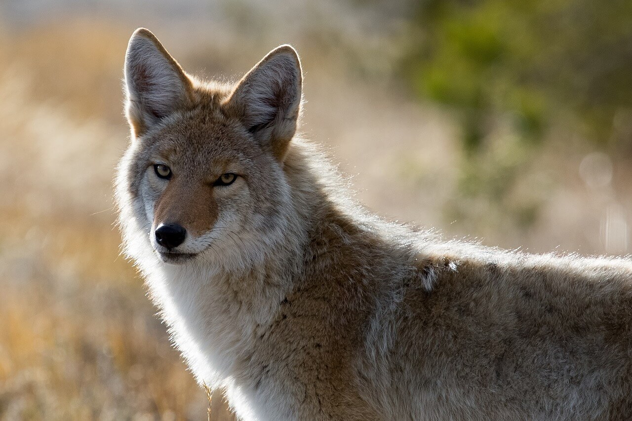 BEKIJK: Hoe doodsbange, gevangen coyotes kunnen worden gedood voor mode