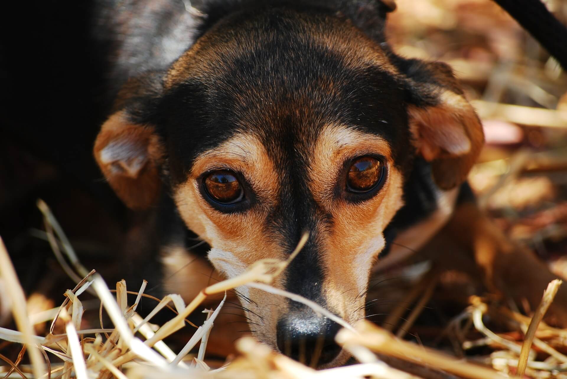 honden adoptie kerst PETA