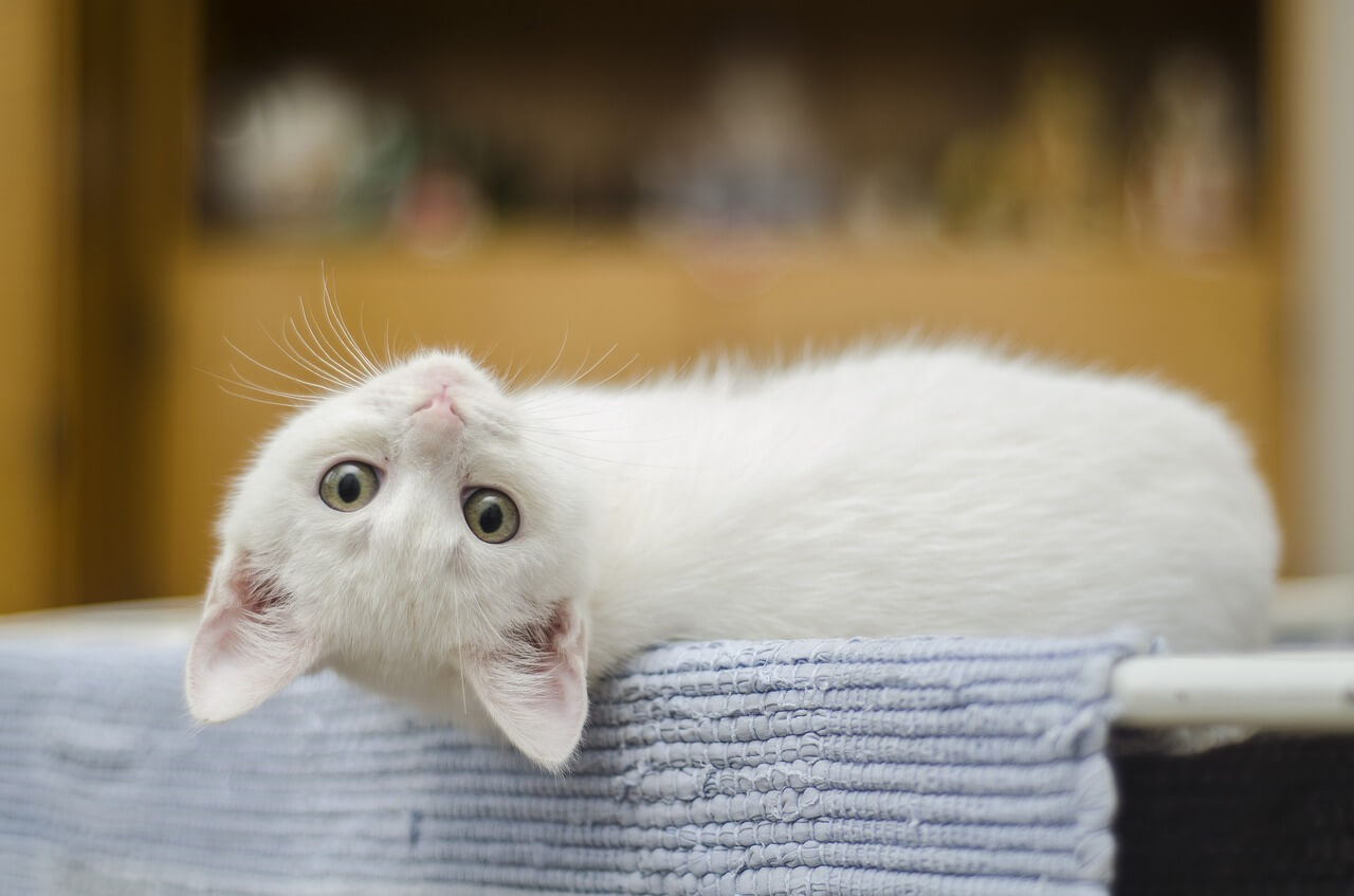 kitten adoptie nederland peta