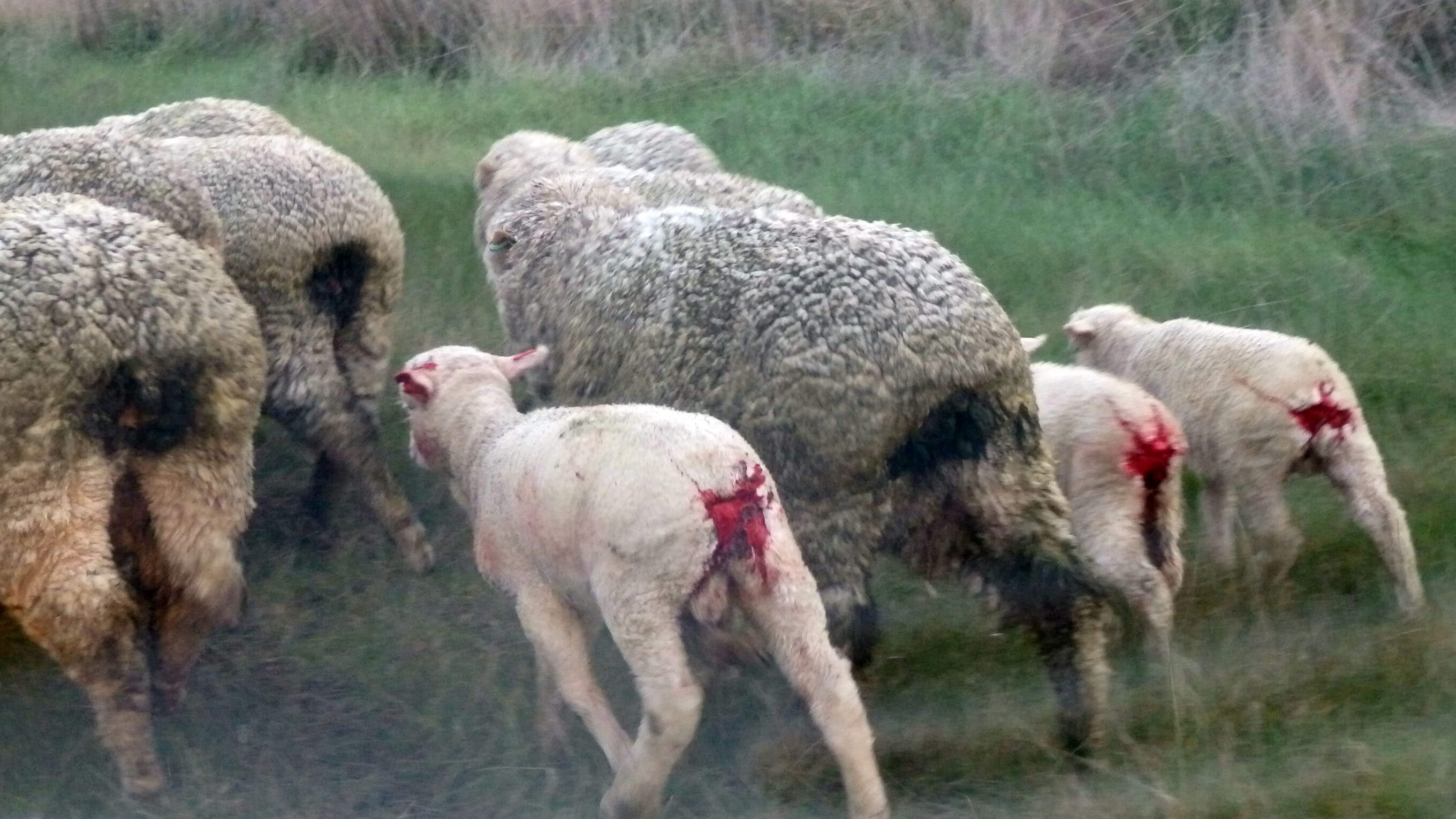 Nieuwe video toont werknemers in de wolindustrie die schapen snijden, slaan en schoppen