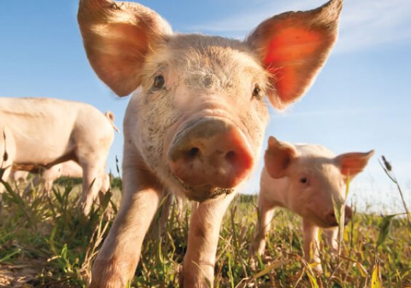 Zes redenen waarom vegetariërs vegan zouden moeten worden