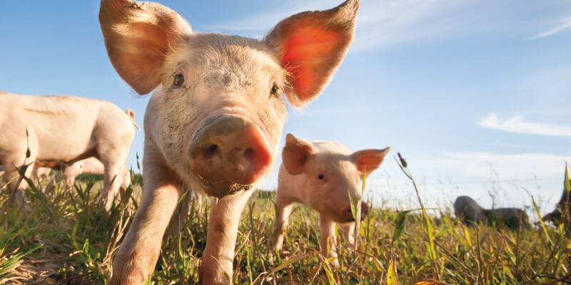Zes redenen waarom vegetariërs vegan zouden moeten worden