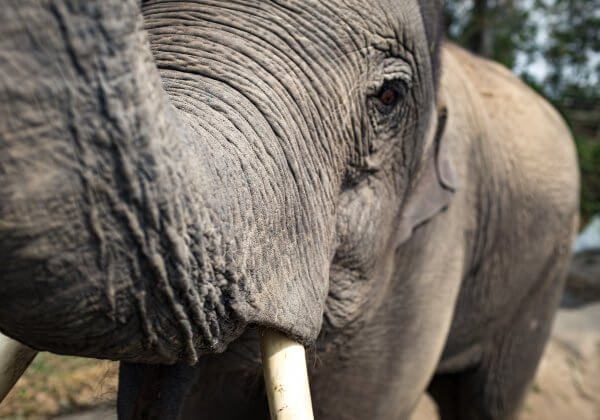 Het is voorbij voor Ringling Bros. Circus