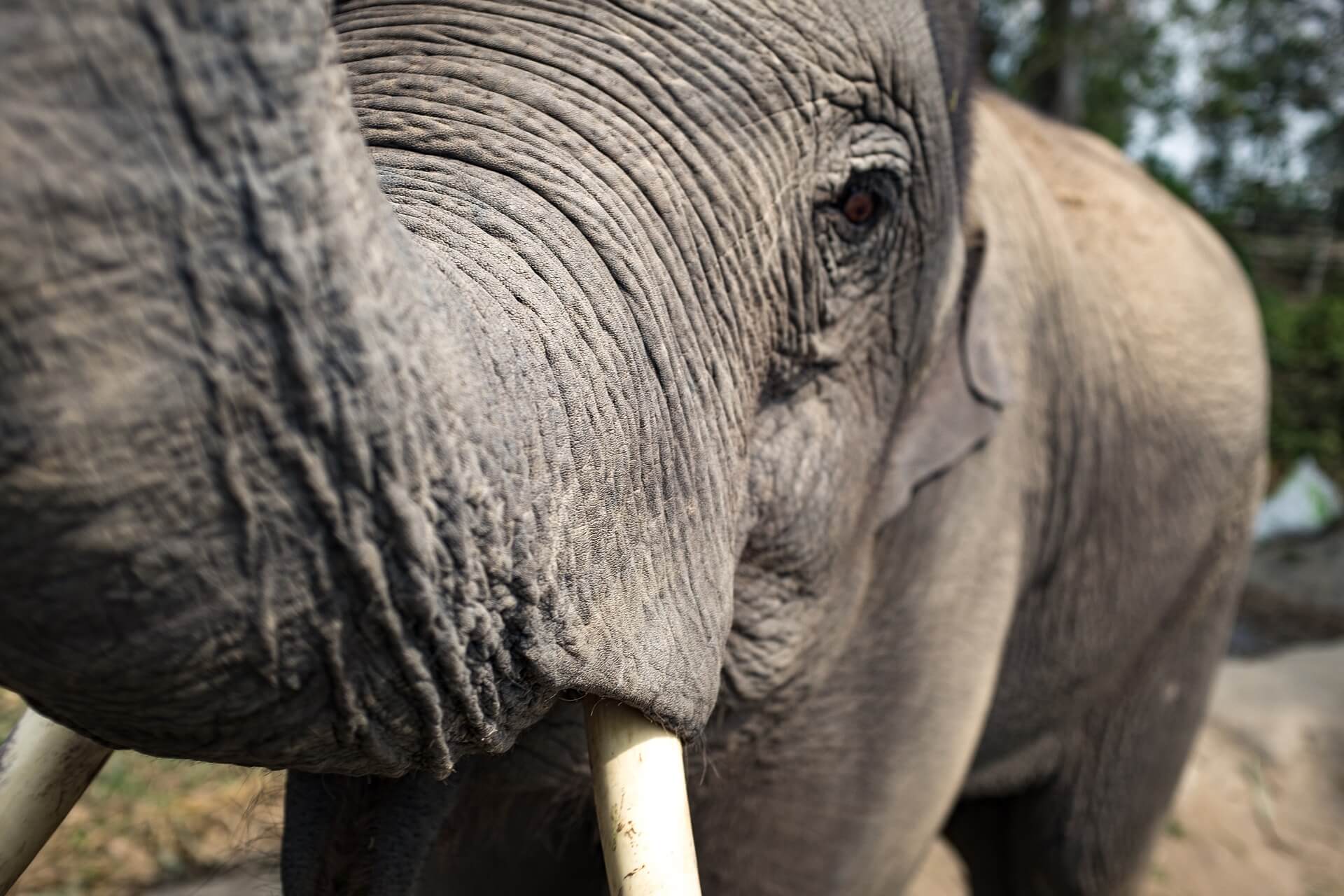 Het is voorbij voor Ringling Bros. Circus