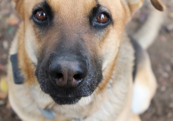 Doodsbang zijn op een set is NIET ‘A Dog’s Purpose’