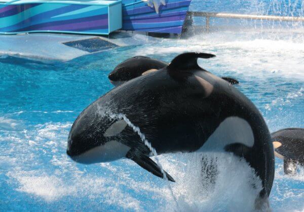 Tilikum, SeaWorld’s meest uitgebuite orka, is overleden