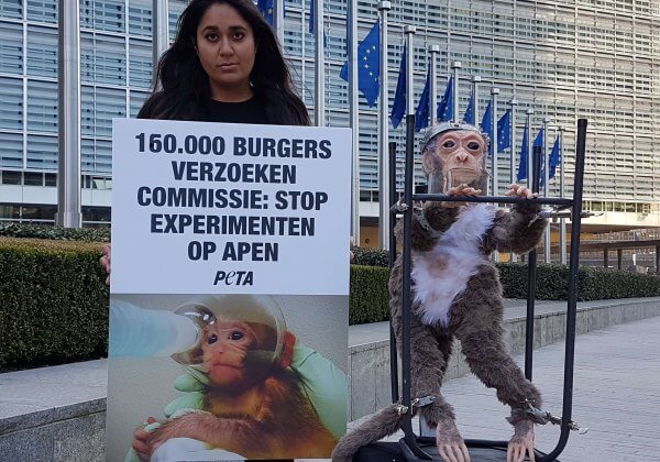 PETA-activisten nemen een gewonde, gemartelde “aap” mee naar de Europese Commissie