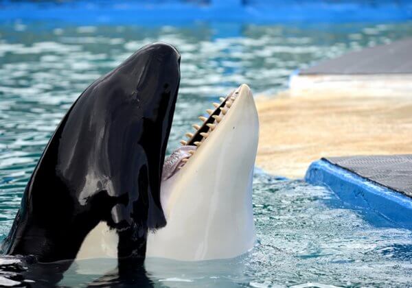 Bevrijd Lolita! PETA US koopt aandelen in Miami Seaquarium’s moederbedrijf