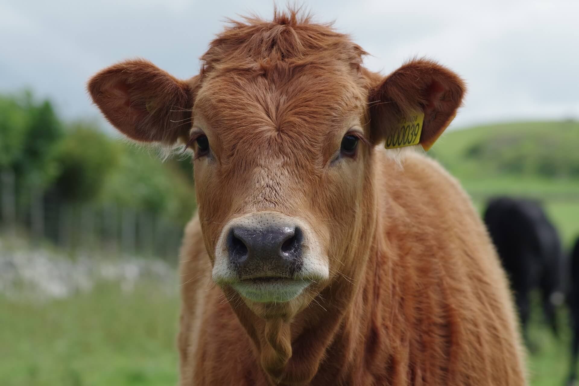 PETA schrijft brief aan Mark Rutte: Koeien zijn geen politieke schaakstukken