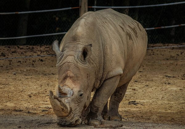 Neushoorn in Franse dierentuin doodgeschoten door stropers voor zijn hoorn