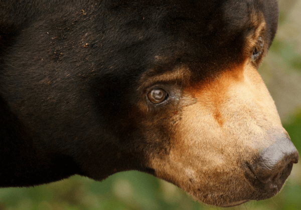 Video: Graatmagere beren smeken bezoekers om voedsel in de Indonesische Bandung Zoo