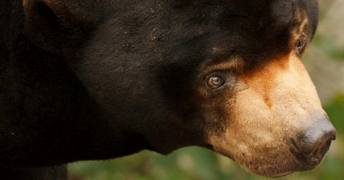Video: Graatmagere beren smeken bezoekers om voedsel in de Indonesische Bandung Zoo