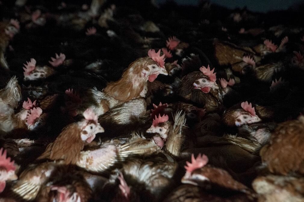 Dit is ‘vrije uitloop’: de grimmige realiteit op een Britse eierboerderij