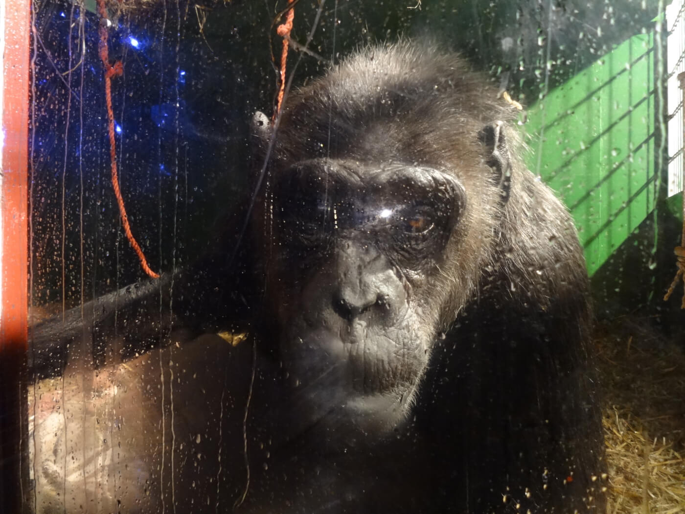 Na jarenlang campagnevoeren door PETA Duitsland gunt rechtbank de laatste circus-chimpansee van het land zijn vrijheid