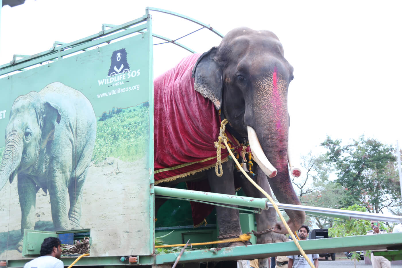 Overwinning! Na 50 jaar lang mishandeling is olifant Gajraj eindelijk vrij