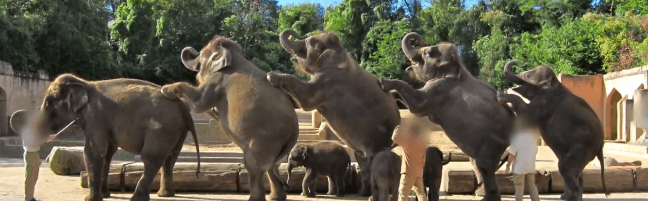PETA Duitsland onthult enorme wreedheid tegen olifanten in een Duitse dierentuin