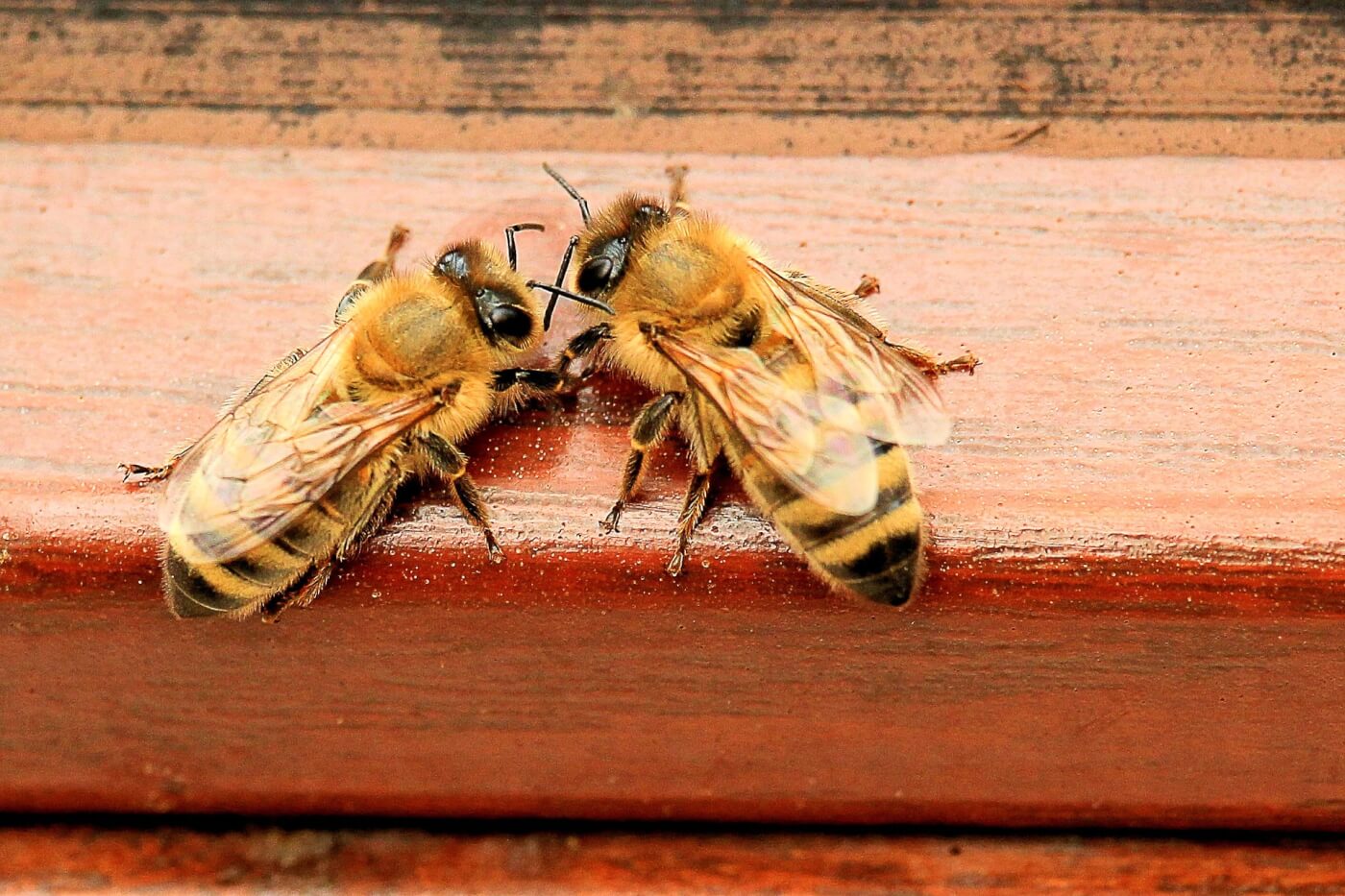 Waarom het niet okee is om honing, koninklijke gelei en bijenpollen te eten