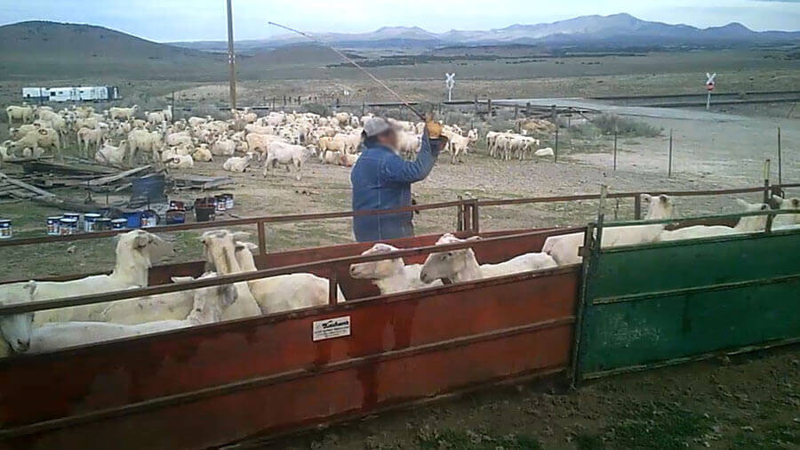 PETA US reageert op Patagonia’s gebrek aan zorg over NIEUWE onthulling van wreedheid jegens schapen