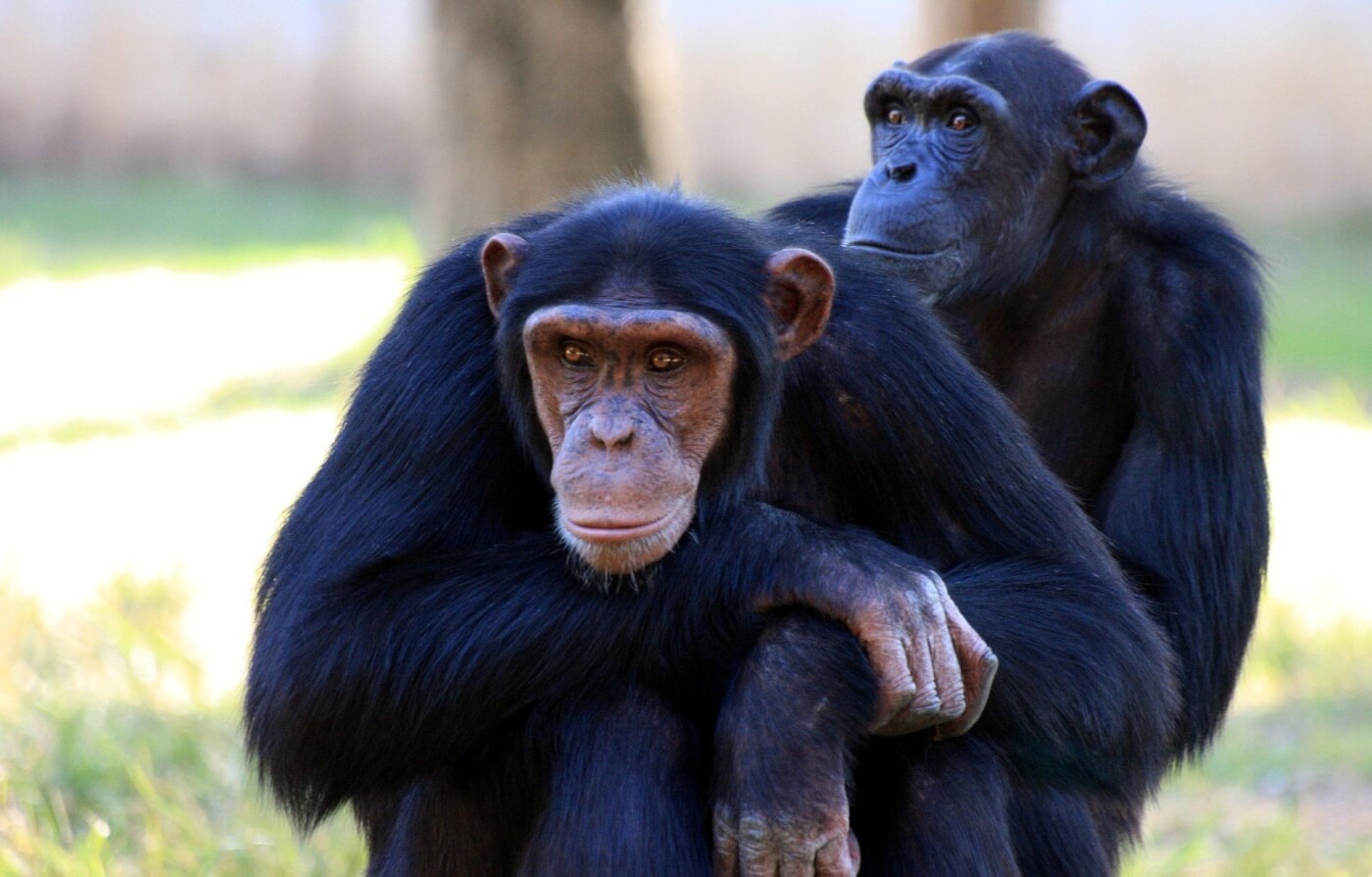 Overwinning voor PETA Duitsland: Het Schwabenpark stopt met chimpansee en papegaai tentoonstellingen