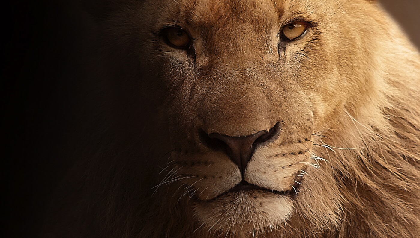Zoon van Cecil de leeuw in Zimbabwe gedood door jagers