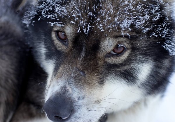 Peter Dinklage waarschuwt dat het kopen van huskies als “reuzenwolven” honden benadeelt
