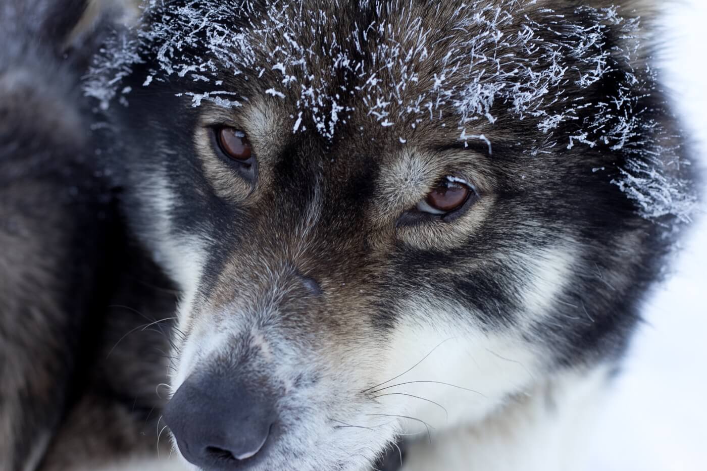 Peter Dinklage waarschuwt dat het kopen van huskies als “reuzenwolven” honden benadeelt