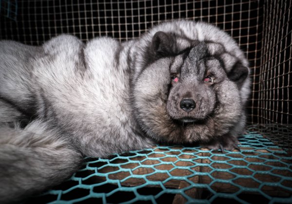 In Finland worden vossen met ernstig overgewicht gefokt voor bont