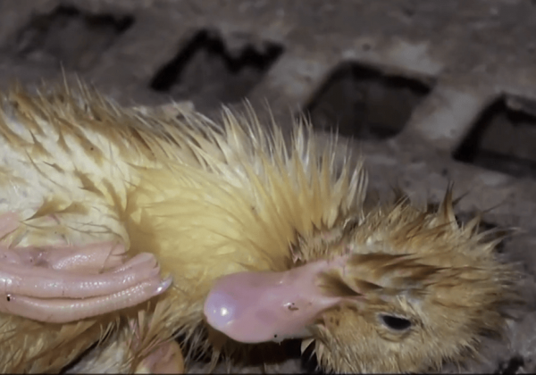 Tomassen Duck-to B.V. – stop met het kopen van gemartelde eenden uit Melle!