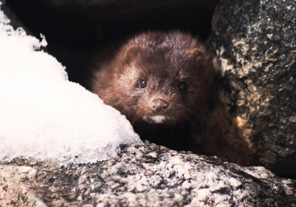 Bont is dood: België sluit pelsdierfokkerijen eerder dan gepland