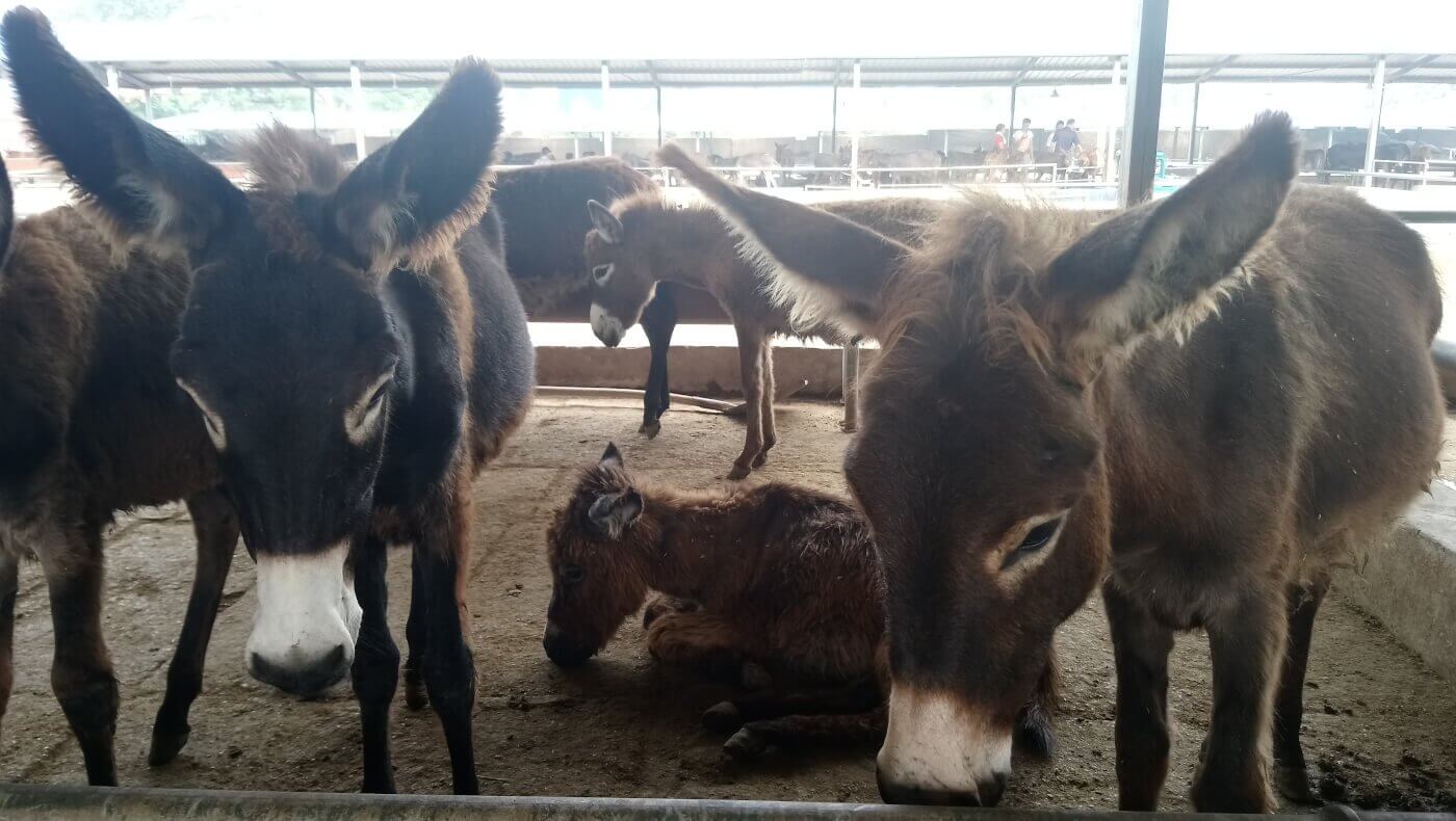 Schedels van ezels ingeslagen met mokers en hun kelen doorgesneden in China voor hun huid